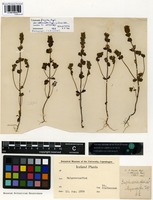 Type of Euphrasia frigida Pugsley var. attenuata Pugsley [family SCROPHULARIACEAE]