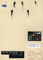 Isolectotype of Euphrasia rotundifolia Pugsley [family SCROPHULARIACEAE]