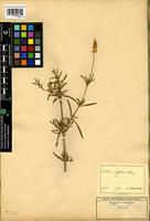 Isotype of Centema biflora Schinz [family AMARANTHACEAE]