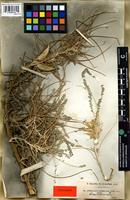 Syntype of Astragalus gombo Coss. and Durieu [family FABACEAE]