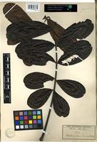 Isotype of Swietenia angolensis Welw. [family MELIACEAE]