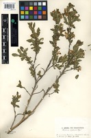Isosyntype of Restella alberti (A.Regel) Pobed. [family THYMELAEACEAE]