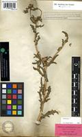 Lectotype of Buphthalmum graveolens Forssk. [family COMPOSITAE]
