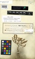 Holotype of Salicornia perfoliata Forssk. [family CHENOPODIACEAE]