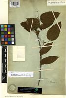 Filed as Mallotus oppositifolius (Geiseler) Müll. Arg. [family EUPHORBIACEAE]