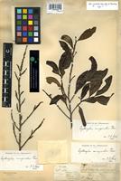 Filed as Erythroxylum emarginatum Thonn. [family ERYTHROXYLACEAE]