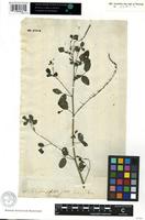 Syntype of Indigofera thonningii Schumach. [family FABACEAE]