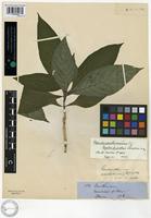 Type of Pseuderanthemum leptorhachis Lindau [family ACANTHACEAE]