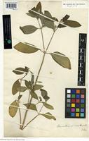 Holotype of Alternanthera spinosa (Hornem.) Roem. and Schult. [family AMARANTHACEAE]