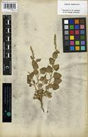 Type of Celosia polygonoides Retz. [family AMARANTHACEAE]