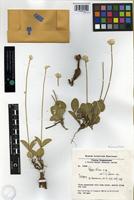 Isotype of Pfaffia ninae Pedersen [family AMARANTHACEAE]