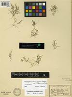 Lectotype of Potamogeton pusillus L. forma pygmaeus Baagøe [family POTAMOGETONACEAE]