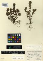 Type? of Euphrasia grandescens Wiinst. [family SCROPHULARIACEAE]