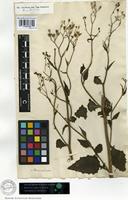 Type of Lapsana pubescens Hornem. [family ASTERACEAE]