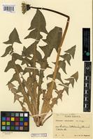 Isotype of Taraxacum nemorum G.E. Haglund [family ASTERACEAE]