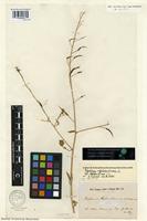 Syntype of Raphanus raphanistrum L. var. microcarpus Lange [family BRASSICACEAE]