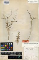 Isotype of Seidlitzia rosmarinus Bunge ex Boiss. [family CHENOPODIACEAE]
