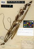 Isotype of Scleria glazioviana Boeck. [family CYPERACEAE]