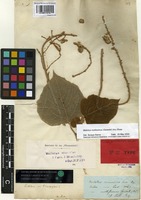 Holotype of Croton mollissimus Geiseler [family EUPHORBIACEAE]