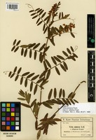 Type of Vicia amoena Fisch. [family FABACEAE]