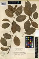 Isotype of Homalium racemosum Jacq. var. barbellatum Blake [family FLACOURTIACEAE]