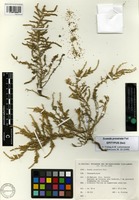 Isoepitype of Suaeda prostrata Pall. [family CHENOPODIACEAE]