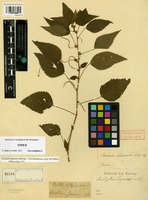 Holotype of Acalypha lagoensis Müll. Arg. [family EUPHORBIACEAE]