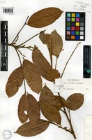 Isotype of Guarea convergens T.D. Penn. [family MELIACEAE]