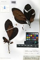 Isotype of Wallacea insignis Spruce ex Benth. [family OCHNACEAE]