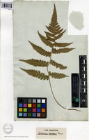 Isotype of Asplenium petersenii Kunze [family POLYPODIACEAE]