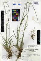 Holotype of Hordeum brevisubulatum (Trin.) Link subsp. iranicum Bothmer [family POACEAE]