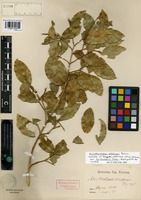 Isotype of Polygala albicans Grondona var. caracaensis Marques [family POLYGALACEAE]
