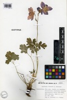 Isotype of Aquilegia blecicii A. Podobnik [family RANUNCULACEAE]