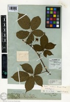 Type? of Rubus arrhenii (Lange) Lange [family ROSACEAE]