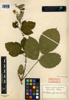Syntype of Rubus anglo-saxonicus Gelert [family ROSACEAE]