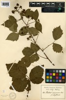 Isotype of Rubus septifolius H.E. Weber [family ROSACEAE]
