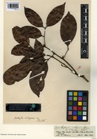 Filed as Matayba inelegans Spruce ex Radlk. [family SAPINDACEAE]