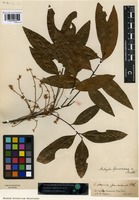 Syntype of Matayba spruceana (Benth.) Radlk. [family SAPINDACEAE]