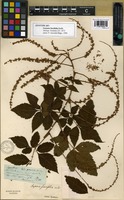 Syntype of Serjania fuscifolia Radlk. [family SAPINDACEAE]