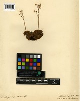 Holotype of Saxifraga infundibulum Lange [family SAXIFRAGACEAE]