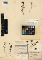 Syntype of Euphrasia atropurpurea (Rostr.) Ostenf. [family SCROPHULARIACEAE]
