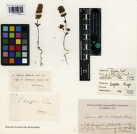 Lectotype of Euphrasia frigida Pugsley [family SCROPHULARIACEAE]