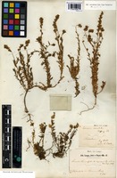 Syntype of Linaria tournefortii (Poir.) Lange var. inquinans Lange [family SCROPHULARIACEAE]