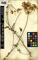 Isotype of Daucus crinitus Desf. [family APIACEAE]