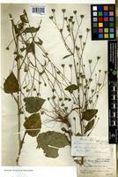 Filed as Lapsana communis L. [family ASTERACEAE]