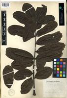 Isotype of Swietenia angolensis Welw. [family MELIACEAE]