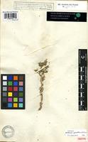 Isotype of Buphthalmum graveolens Forssk. [family COMPOSITAE]