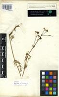 Filed as Galium glaucum L. [family RUBIACEAE]