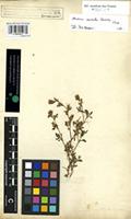 Syntype of Ononis serrata Forssk. [family FABACEAE]
