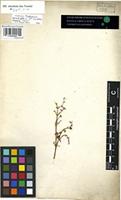 Filed as Portulaca quadrifida L. [family PORTULACACEAE]
